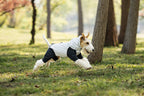hooded-waterproof-dog-jumpsuit-adjustable-drawstring