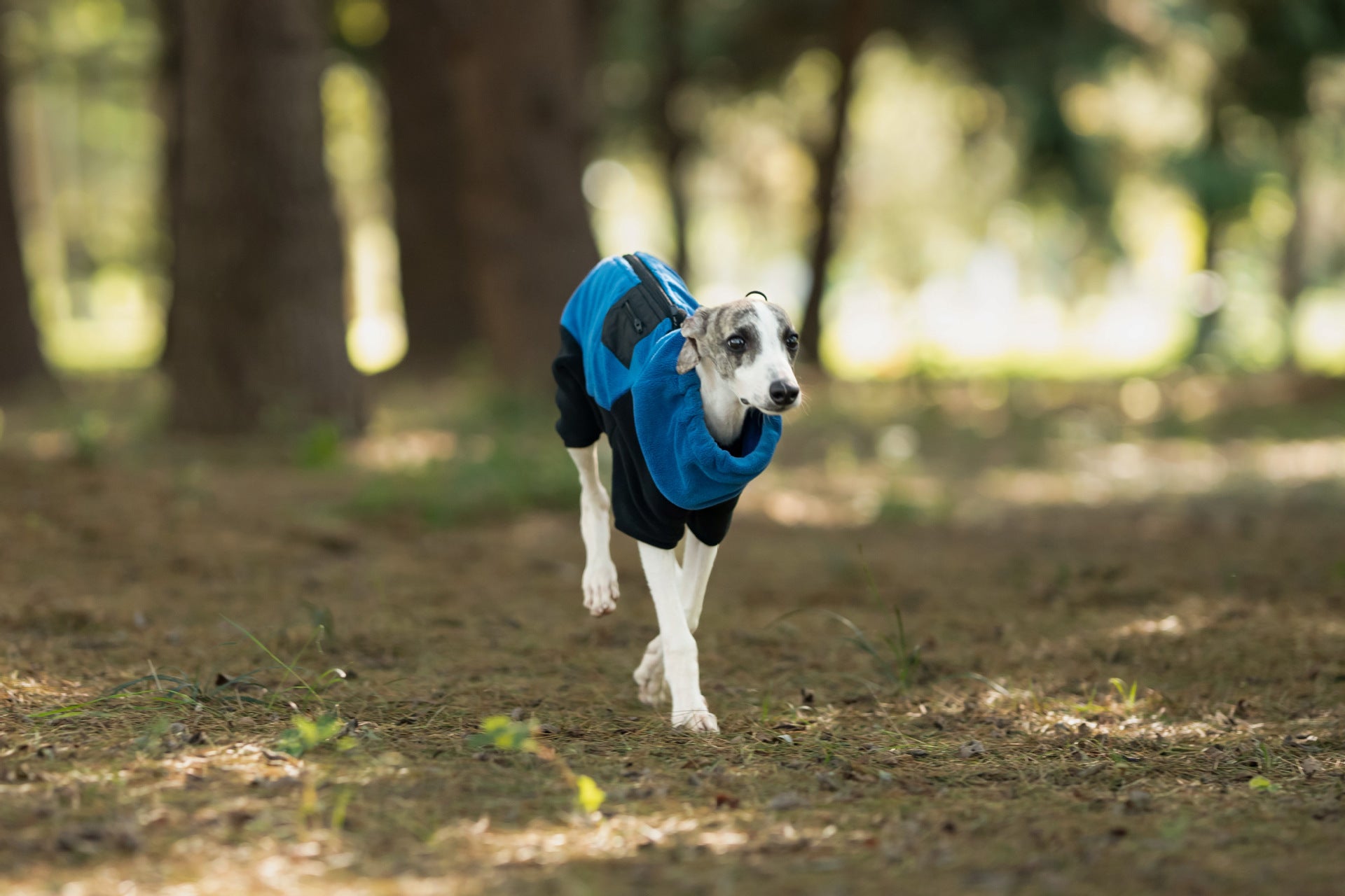 fleece-dog-jumpsuit-detachable-neck-warmer-whippet-greyhound