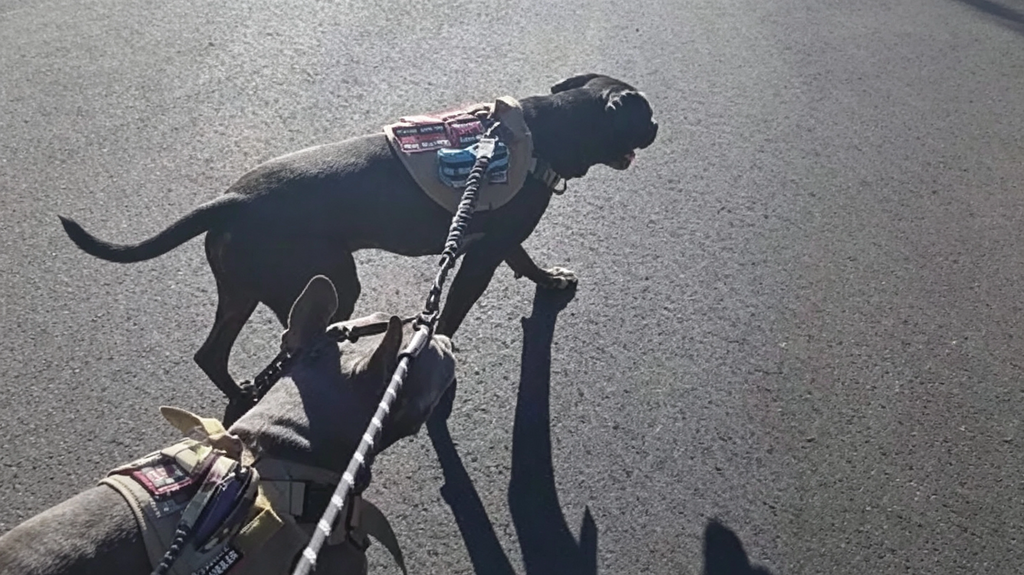 double-dog-leash-bungee-padded-reflectiv