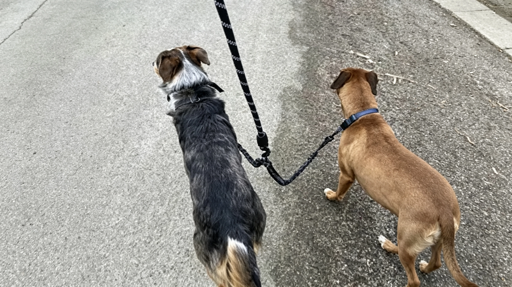 double-dog-leash-bungee-padded-reflectiv