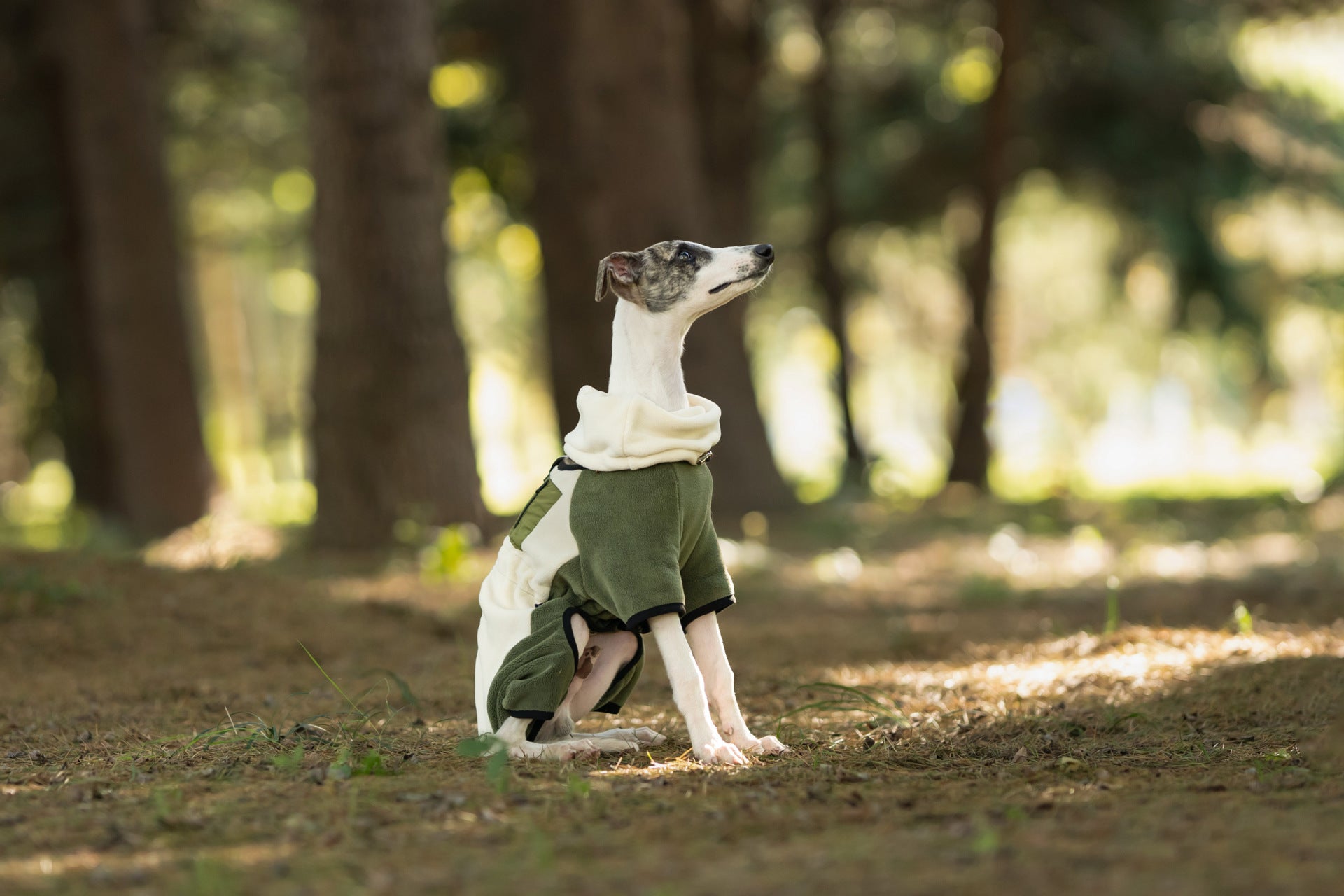 fleece-dog-jumpsuit-detachable-neck-warmer-whippet-greyhound