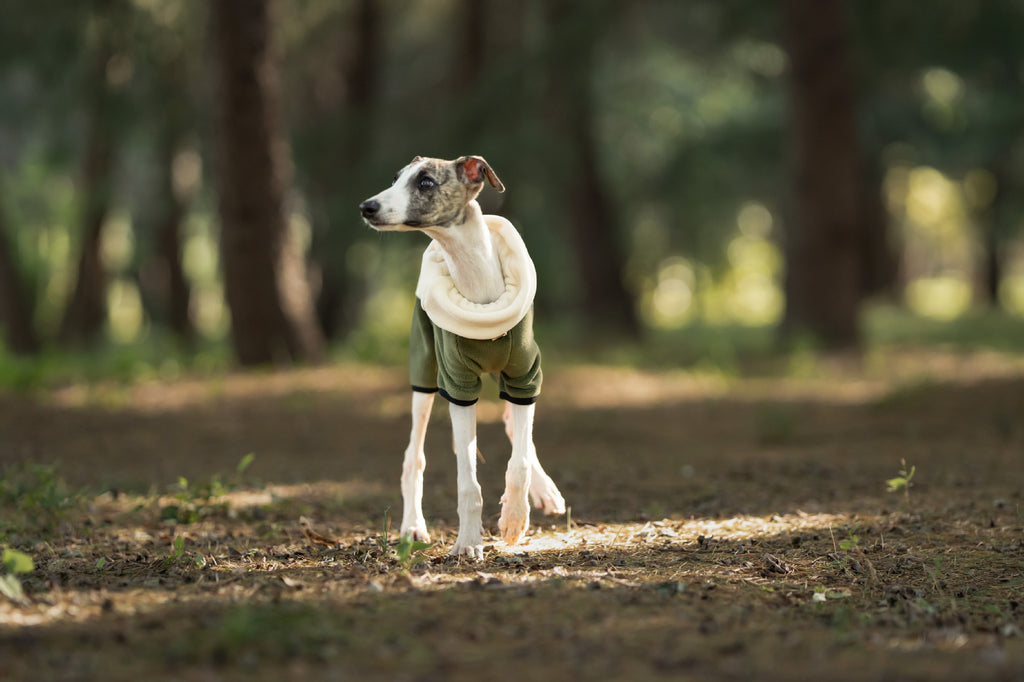 fleece-dog-jumpsuit-detachable-neck-warmer-whippet-greyhound