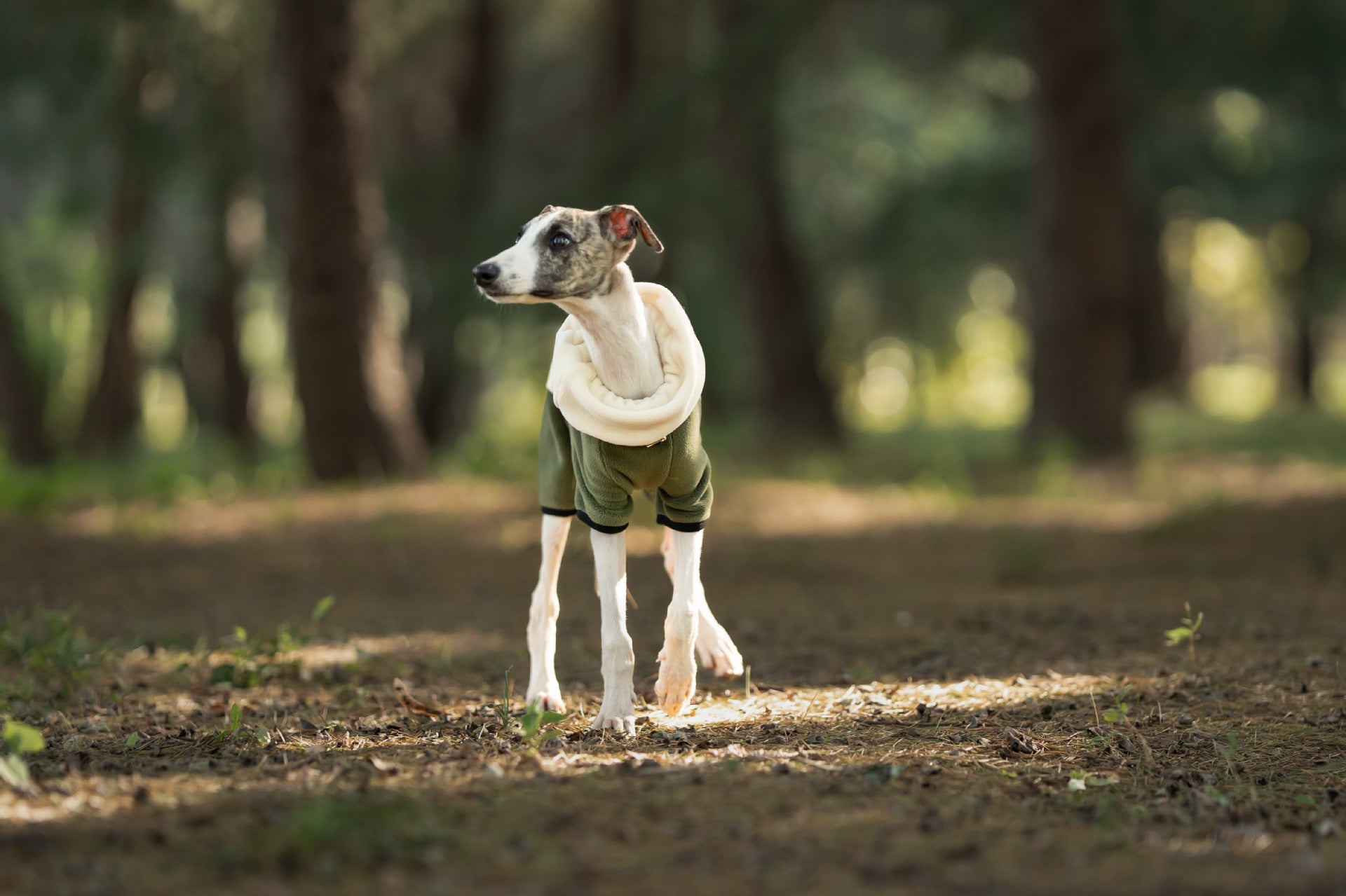 fleece-dog-jumpsuit-detachable-neck-warmer-whippet-greyhound