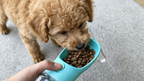 3-in-1 Pet Water Bottle – Water, Food & Waste Bag Storage
