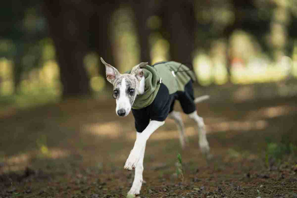fleece-dog-jumpsuit-detachable-neck-warmer-whippet-greyhound