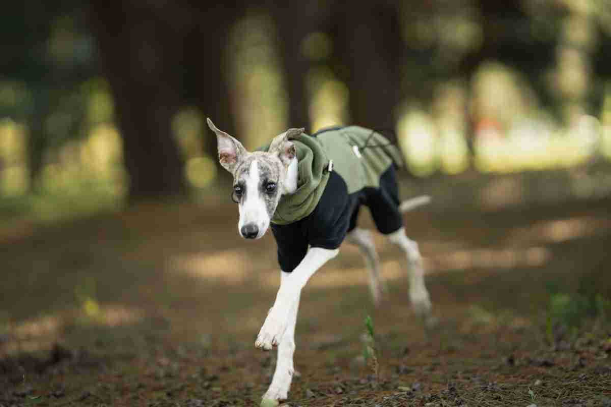 fleece-dog-jumpsuit-detachable-neck-warmer-whippet-greyhound